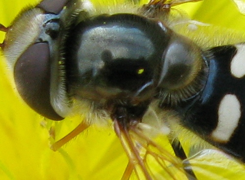 Scaeva pYrastri.. con autoscatto !